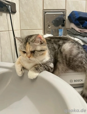 British Kurzhaar Katze