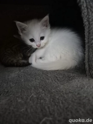 süße reinrassige Kitten abzugeben