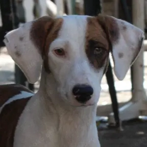 Nivara, geb. ca. 11 2024, lebt in GRIECHENLAND, auf einer privaten Pflegestelle 