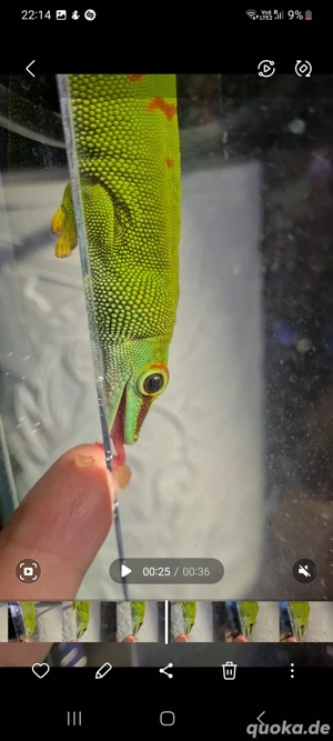 Phelsuma Grandis deep red Mädchen