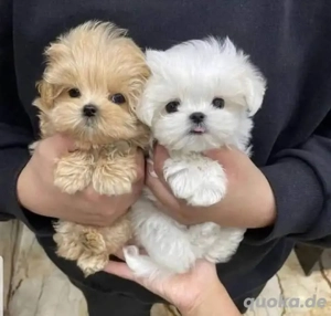 Superniedliche Malteserwelpen suchen ein neues Zuhause.