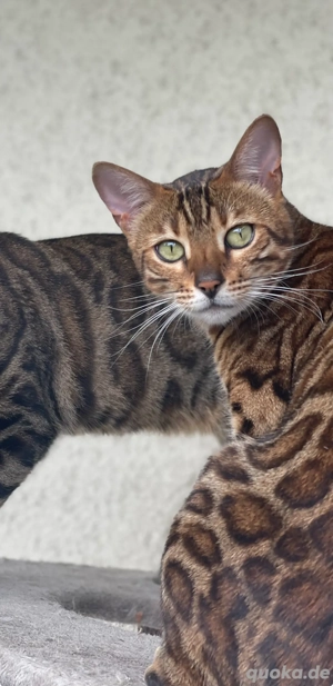 Bengal Katze