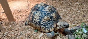 Suche Pantherschildkröte (Stigmochelys pardalis)
