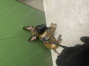 Belgischer Schäferhund