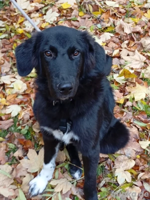 Traumhündin Inka sucht Zuhause