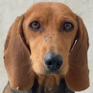 Tivra, geb. ca. 04 2023, lebt in GRIECHENLAND, im städt. Tierheim Serres