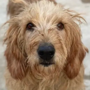 Carella, geb. ca. 10 2022, lebt in GRIECHENLAND, im städt. Tierheim Serres