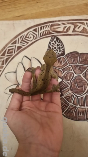 dunkler Dalmatiner kronengecko bock