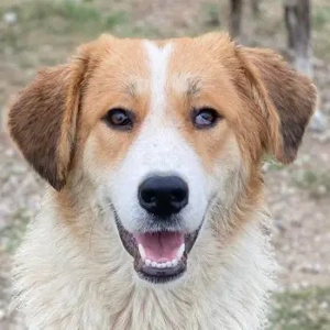 Carys, geb. ca. 10 2024, lebt in GRIECHENLAND, im städt. Tierheim Serres