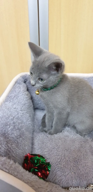 Süßen Kitten Russisch blau reinrassig  Bild 4