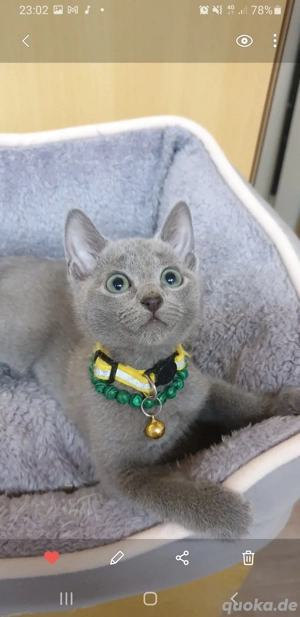 Süßen Kitten Russisch blau reinrassig 