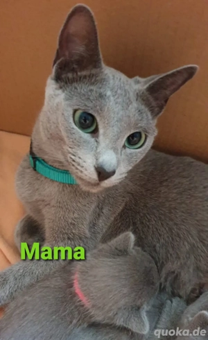 Süßen Kitten Russisch blau reinrassig  Bild 5