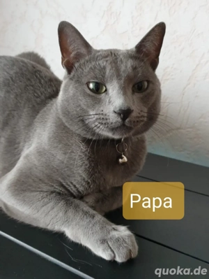 Süßen Kitten Russisch blau reinrassig  Bild 6