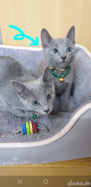 Süßen Kitten Russisch blau reinrassig  Bild 3