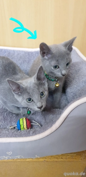 Süßen Kitten Russisch blau reinrassig  Bild 2