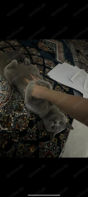 Süße Katze sucht ein neues Zuhause 