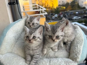 Süße Kätzchen zu reservieren    Geboren am 15.09.2025 Rasse: British Shorthair Mix