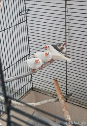 6 Zebrafinken männlich & weiblich alle zusammen mit Käfig