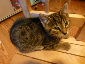 Katzenbabys Kitten Stubenrein