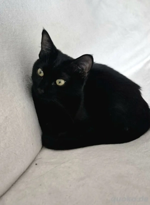 Clementina   kleine schwarze Schmusekatze sucht ihr Für-immer-Zuhause      BITTE TEILEN