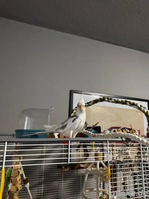 Nymphensittich sucht neues liebevolles zuhause