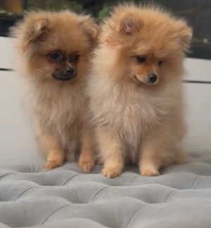 Zwergspitz Pomeranian Welpen weiblich