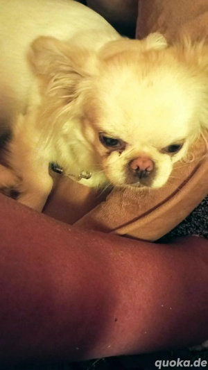 Pekingnesenmix, Hündin, 3 Jahre