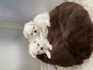 Bezaubernde Malteser Welpen 