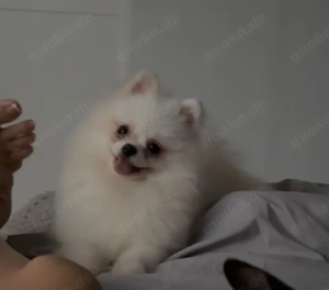 Pomeranian Zwergspitz männlich