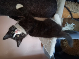 Maine Coon Mischlingskater