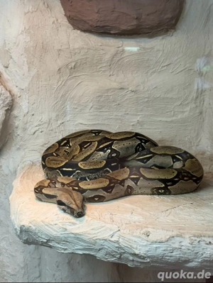 1.1 Bcc Peru Iquitos NZ 22 Bild 2