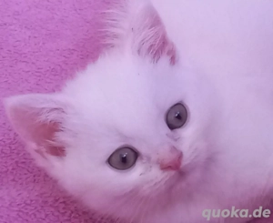 wunderschön Blh Bkh Mädchen in liebevolle Hände abzugeben. 