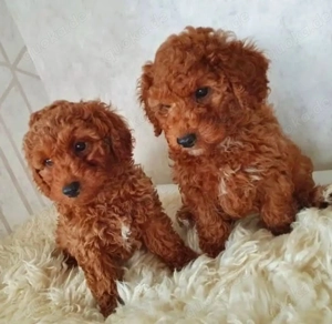 süße Toy Pudel-Welpen 