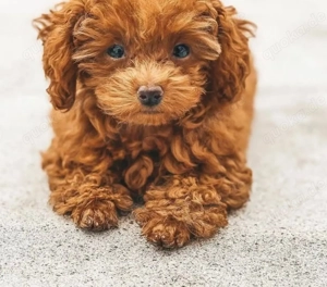 süßer Toy Pudel Welpen