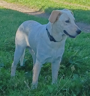 Sole, a.d.Tierschutz, sucht liebes Zuhause 