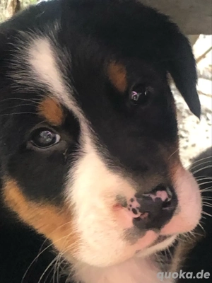 Bernersennen  Schweizersennen Mix Welpen
