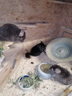 Chinchilla Notfellchen Weibchen 