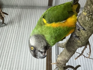 0,1 Mohrenkopfpapagei