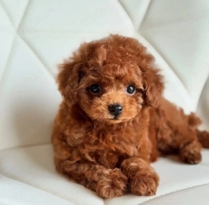 Wunderschöne Toy pudelwelpen