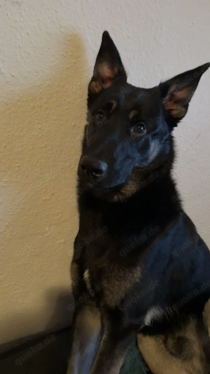 TRAUMHUND abzugeben: X-Malinois