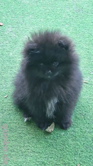 Reinrassige Pomeranian 