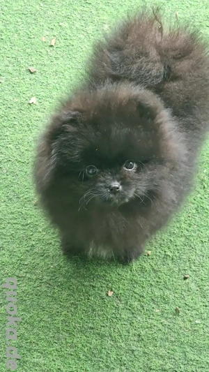 Abgabebereit Reinrassige Pomeranian 