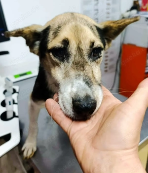 Melcom - freundlicher Rüde sucht dich Bild 6