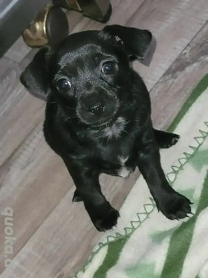 Welben kleinbleibend suchen neues zu Hause