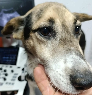 Melcom - freundlicher Rüde sucht dich Bild 7