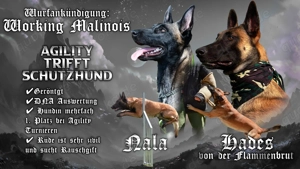 Malinois Welpen | Belgischer Schäferhund | Wurfankündigung Frühjahr 2027