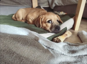 Unsere Welpen suchen ein neues Zuhause 