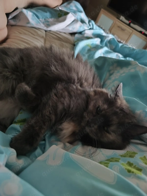 Wir suchen eine Spielgefährtin