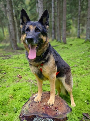 Lila - Anfängerhündin