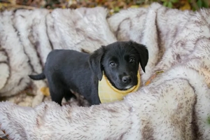 *NEO* ist ein kleiner Welpenbub